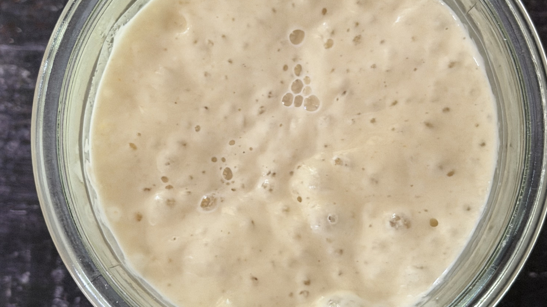 Ooma, the sourdough starter at The Considered Loaf - the living culture behind every slow-fermented loaf